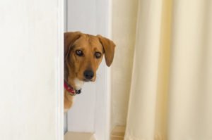 O cachorro está parado na soleira da porta, olhando para dentro da sala
