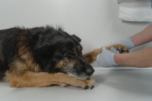 Verrugas em cães: veterinária avalia pata de totó.