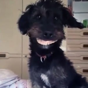 Cachorro rouba dentadura da dona: foto do totó Milo sorrindo com a dentadura surrupiada.